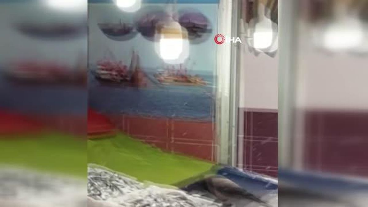 Balık hırsızı karga kamerada