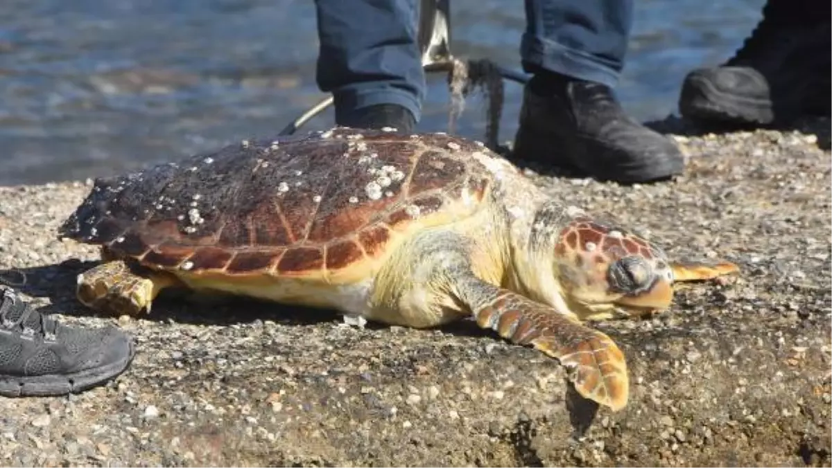 Son dakika haberleri! Bodrum sahilinde ölü careta caretta bulundu