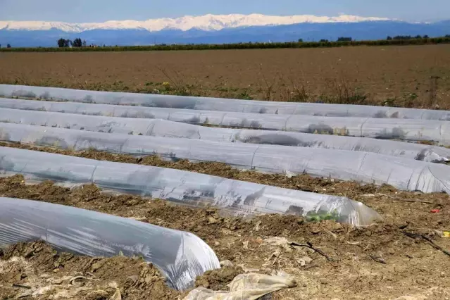 Çukurova'da çiftçiyi don vurdu