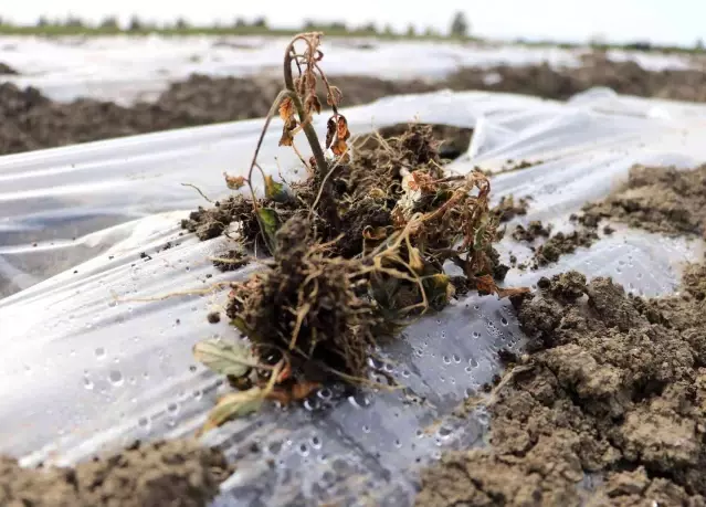 Çukurova'da çiftçiyi don vurdu