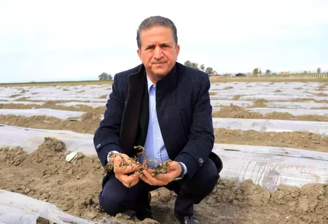 Çukurova'da çiftçiyi don vurdu