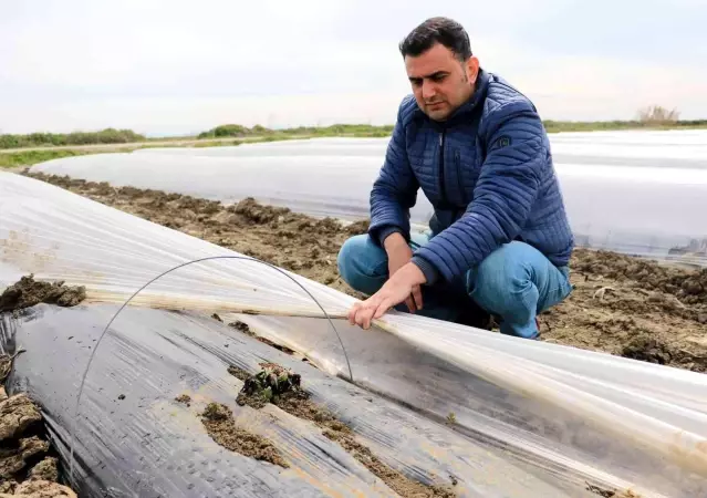Çukurova'da çiftçiyi don vurdu