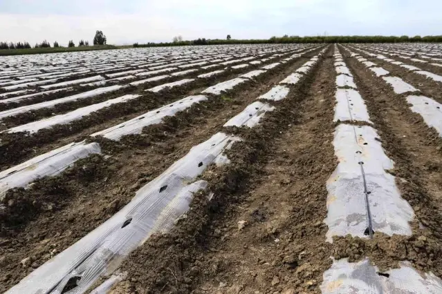 Çukurova'da çiftçiyi don vurdu