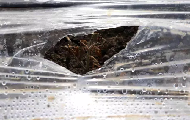 Çukurova'da çiftçiyi don vurdu