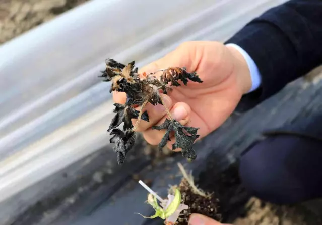 Çukurova'da çiftçiyi don vurdu