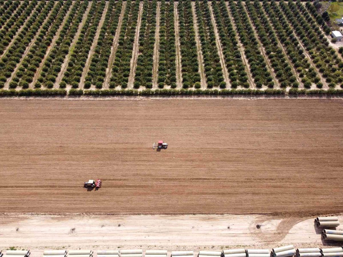 Çukurova'nın bereketli toprakları mısırla buluşmaya başladı