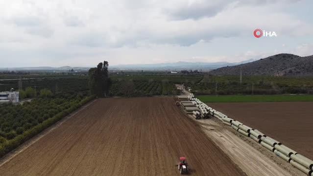 Çukurova'nın bereketli toprakları mısırla buluşmaya başladı