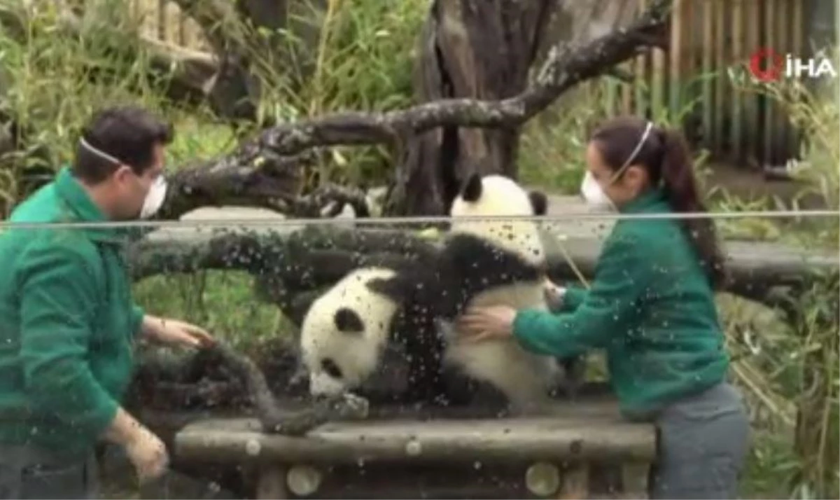 Madrid Hayvanat Bahçesi\'nde dünyaya gelen ikiz pandalar ilk kez kamuoyu karşısına çıktı
