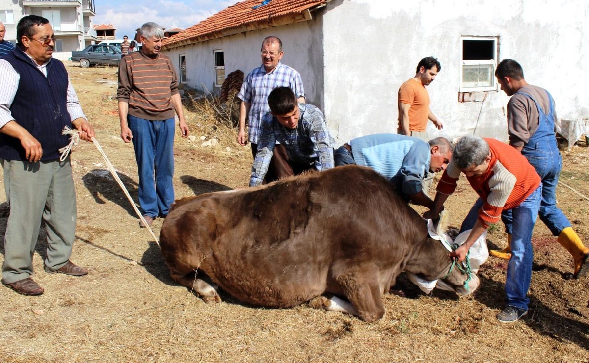 Uşak\'ta gebe veya damızlık hayvan kesimi yasaklandı