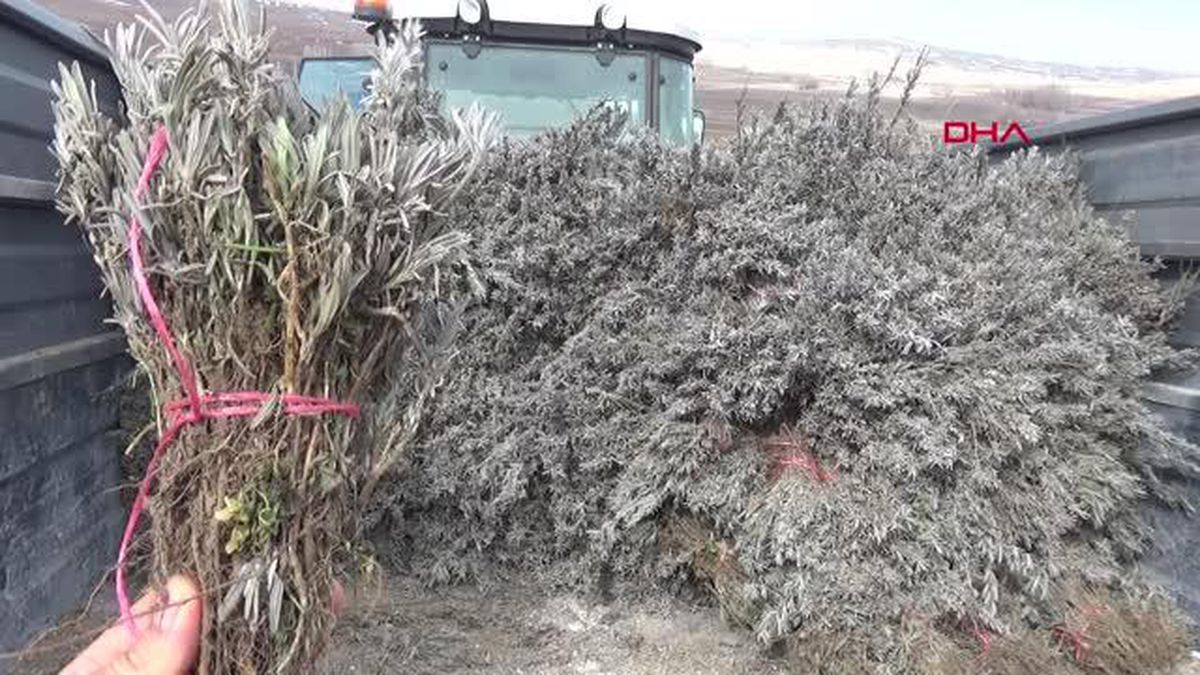 AROMATİK BİTKİ EKİMİNE TAHSİS EDİLEN HAZİNE ARAZİSİNDE TOKAT 3'ÜNCÜ SIRADA