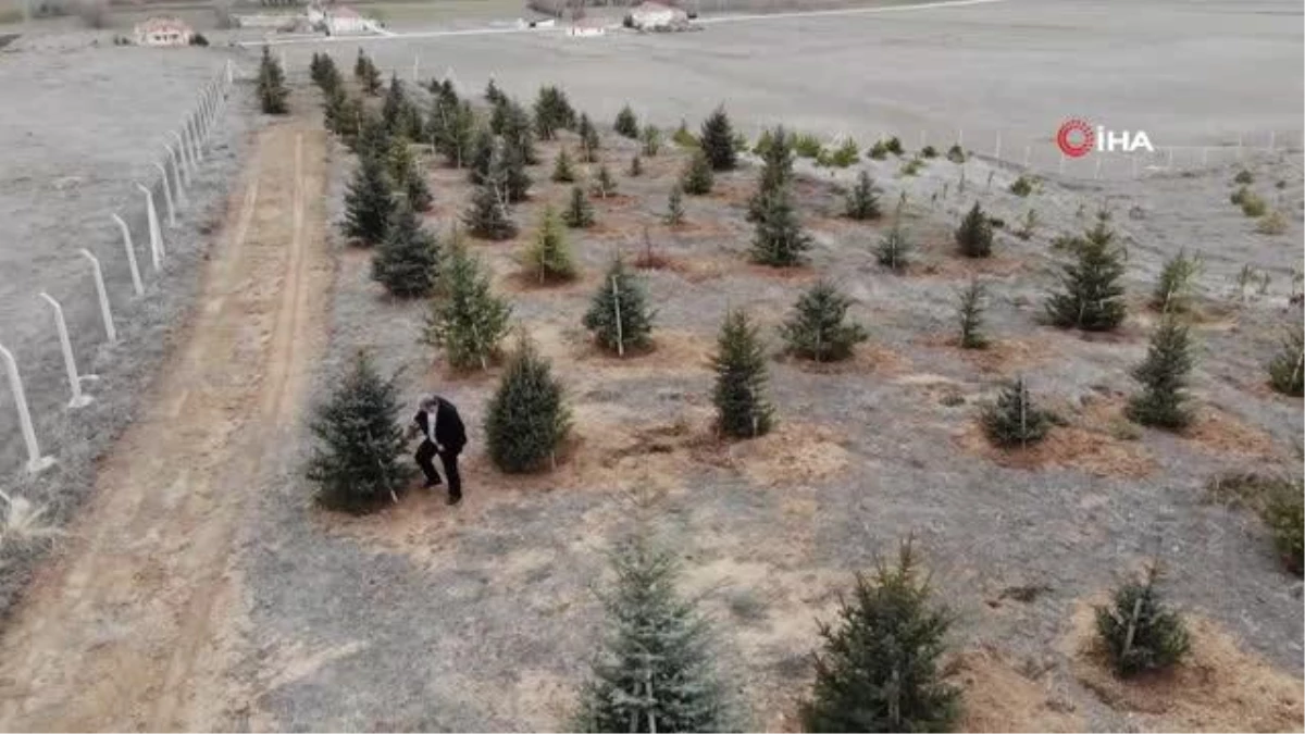 Bozkırı yeşillendiren \'Oksijen Adam\' 300 bin fidanı toprakla buluşturdu