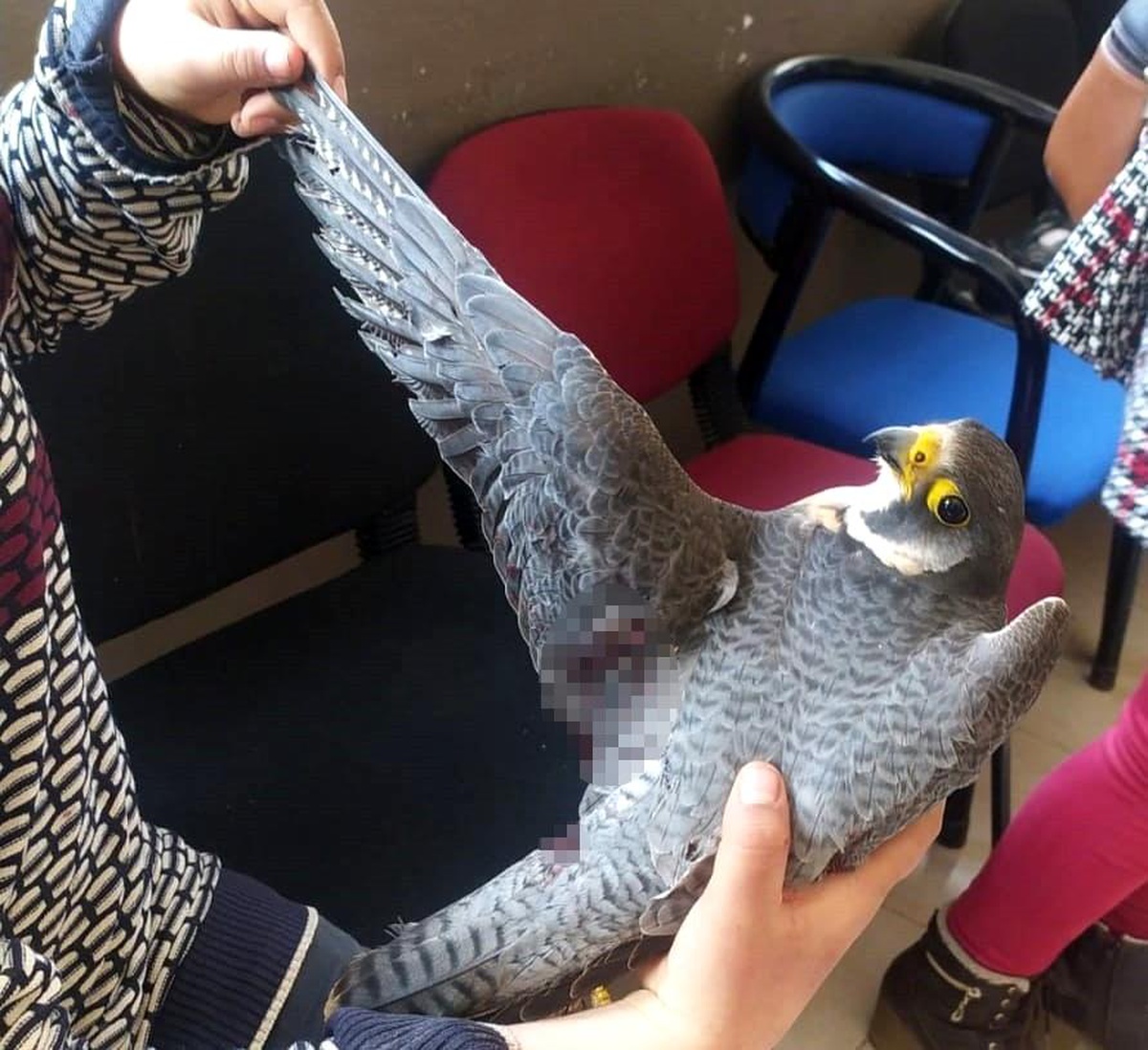 Dünyanın en hızlı uçan kuşu, Hatay\'da yaralı halde bulundu
