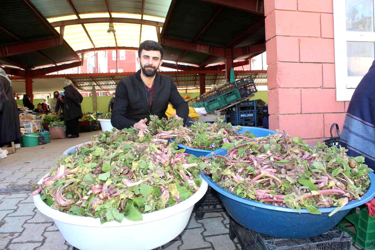 İnebolu\'da \'ıspıt\' bolluğu yaşanıyor