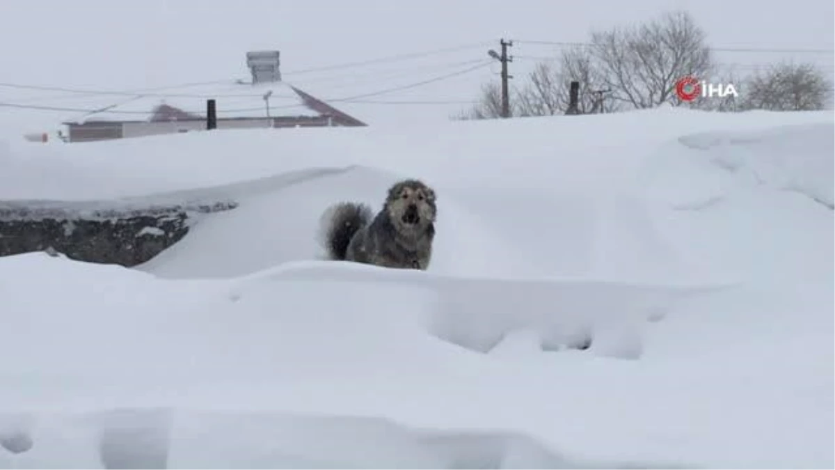 Kars\'ta son 30 yılın en yoğun kışı yaşanıyor