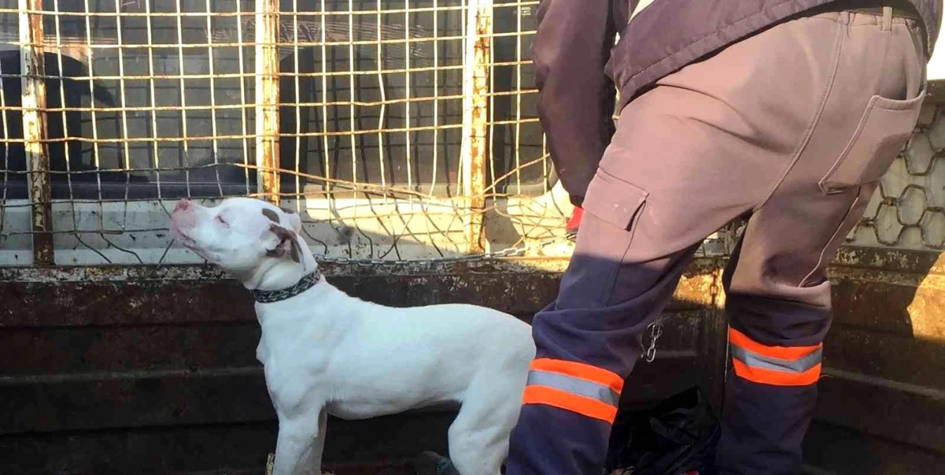 Konya\'da başıboş pitbull cinsi köpek yakalanarak barınağına götürüldü