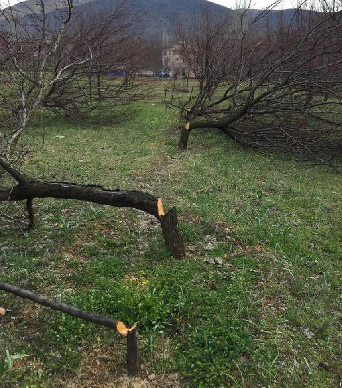 Bahçesindeki 30 kayısı ağacı, haberi olmadan kesildi