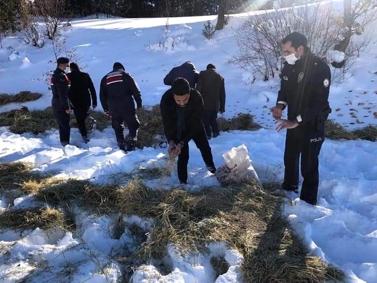 Daday\'da yaban hayvanları için doğaya yem bırakıldı