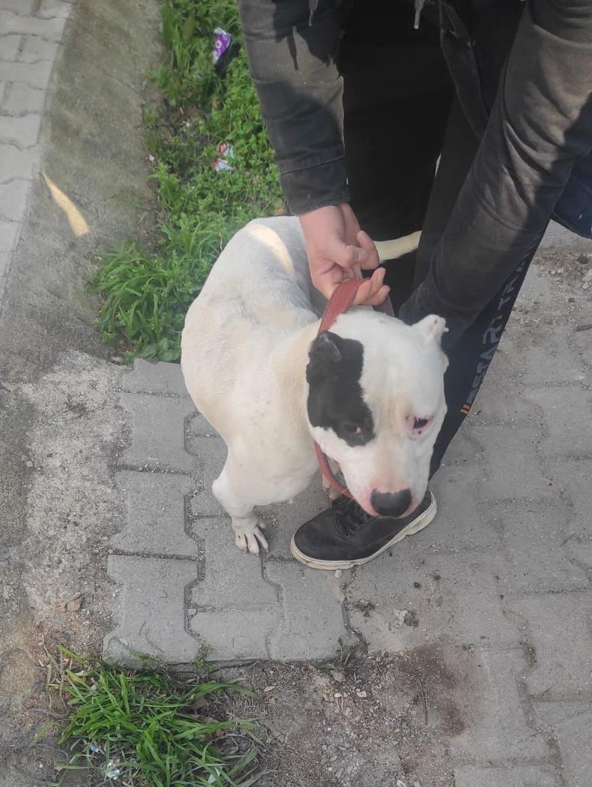 Hatay\'da evinde 5 yasaklı ırk köpek bulunan kişiye 74 bin 910 lira ceza
