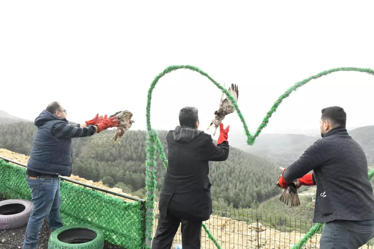 Hatay\'da tedavileri tamamlanan 3 kızıl şahin doğaya salındı