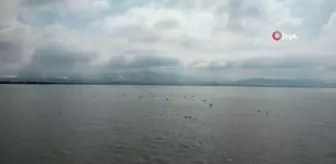 İzmit Körfezi Flamingolar ile renklendi