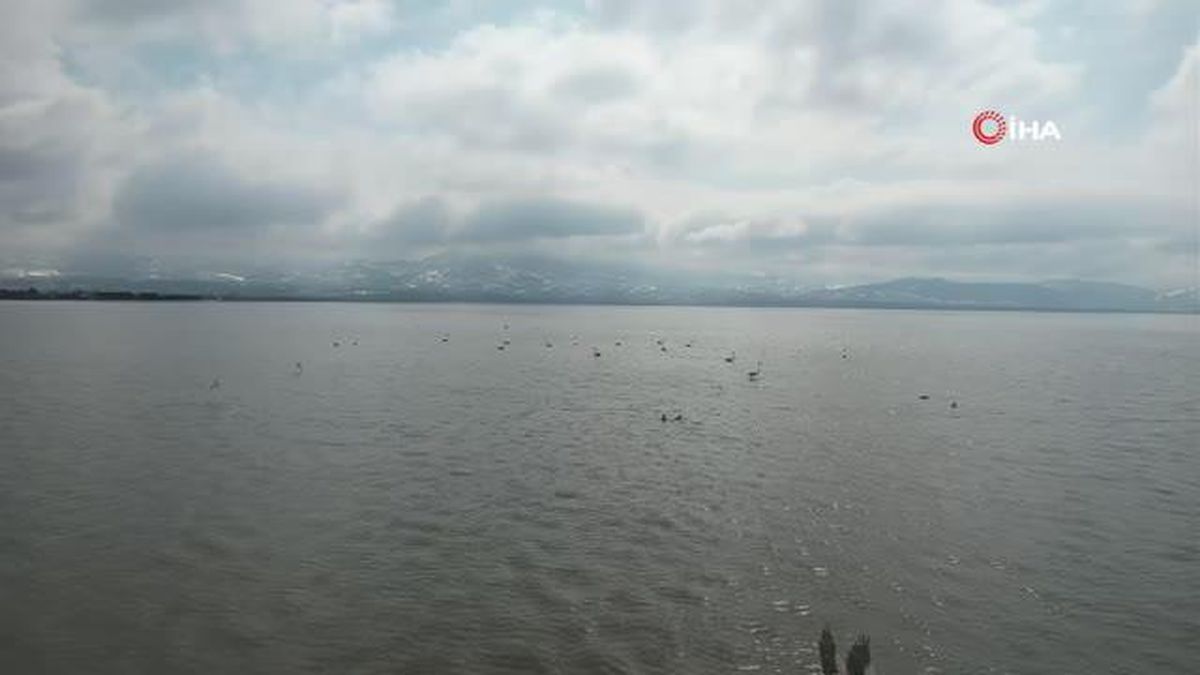 İzmit Körfezi Flamingolar ile renklendi