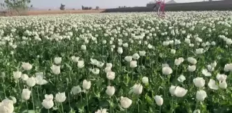 KANDAHAR - Afganistan'da çiftçilerin haşhaş ekimi