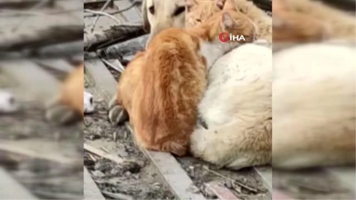 Kedi ve köpeklerin kalpleri ısıtan dostluğu