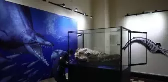 Peru'da 36 milyon yıllık balina fosili bulundu