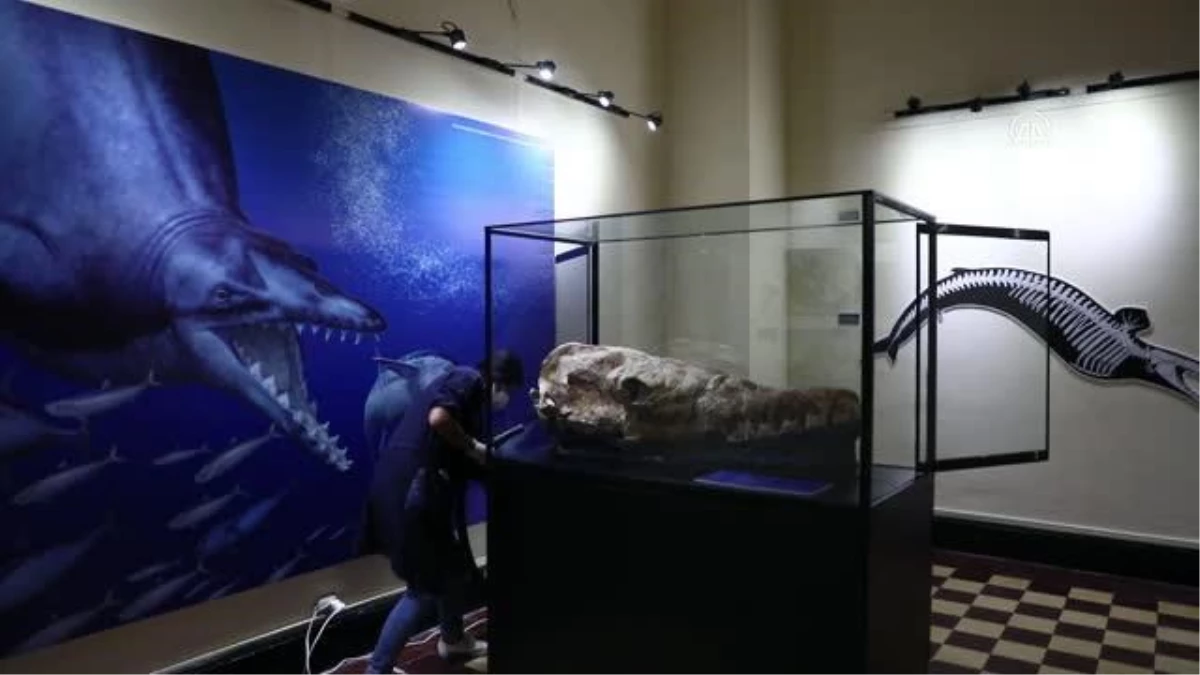 Peru\'da 36 milyon yıllık balina fosili bulundu