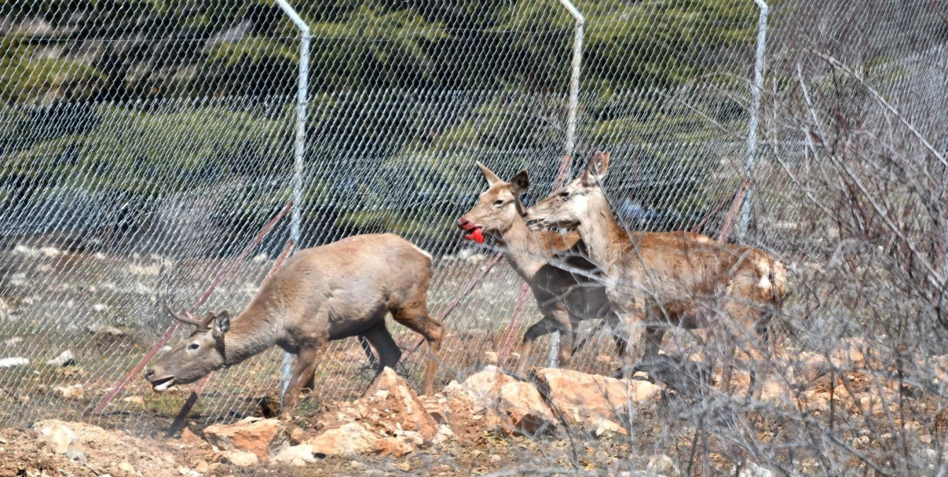 Spil Dağı\'na kızıl geyik salındı... Doğaya salınan geyikler kartpostallık görüntüler oluşturdu