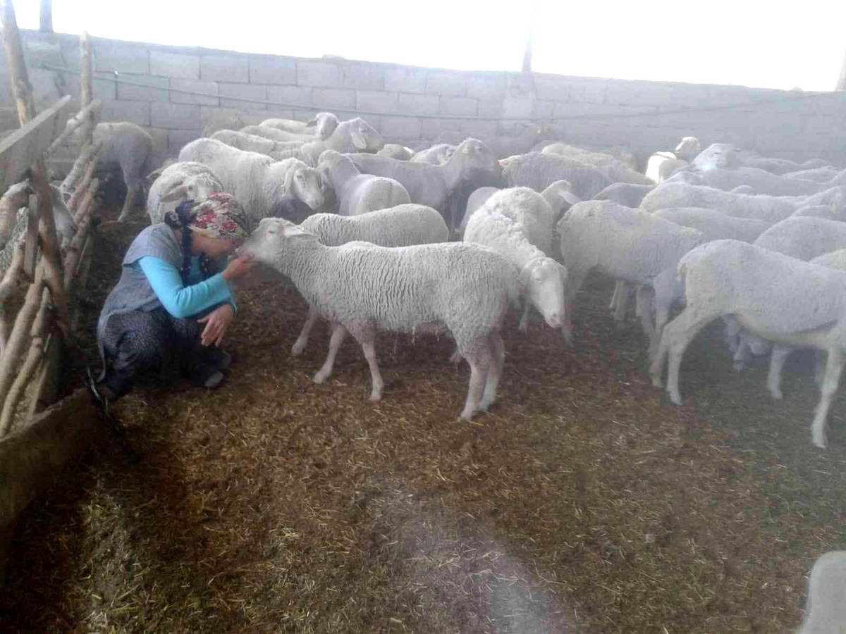 Yolu kapatılan besici kadın açlık grevine başladı