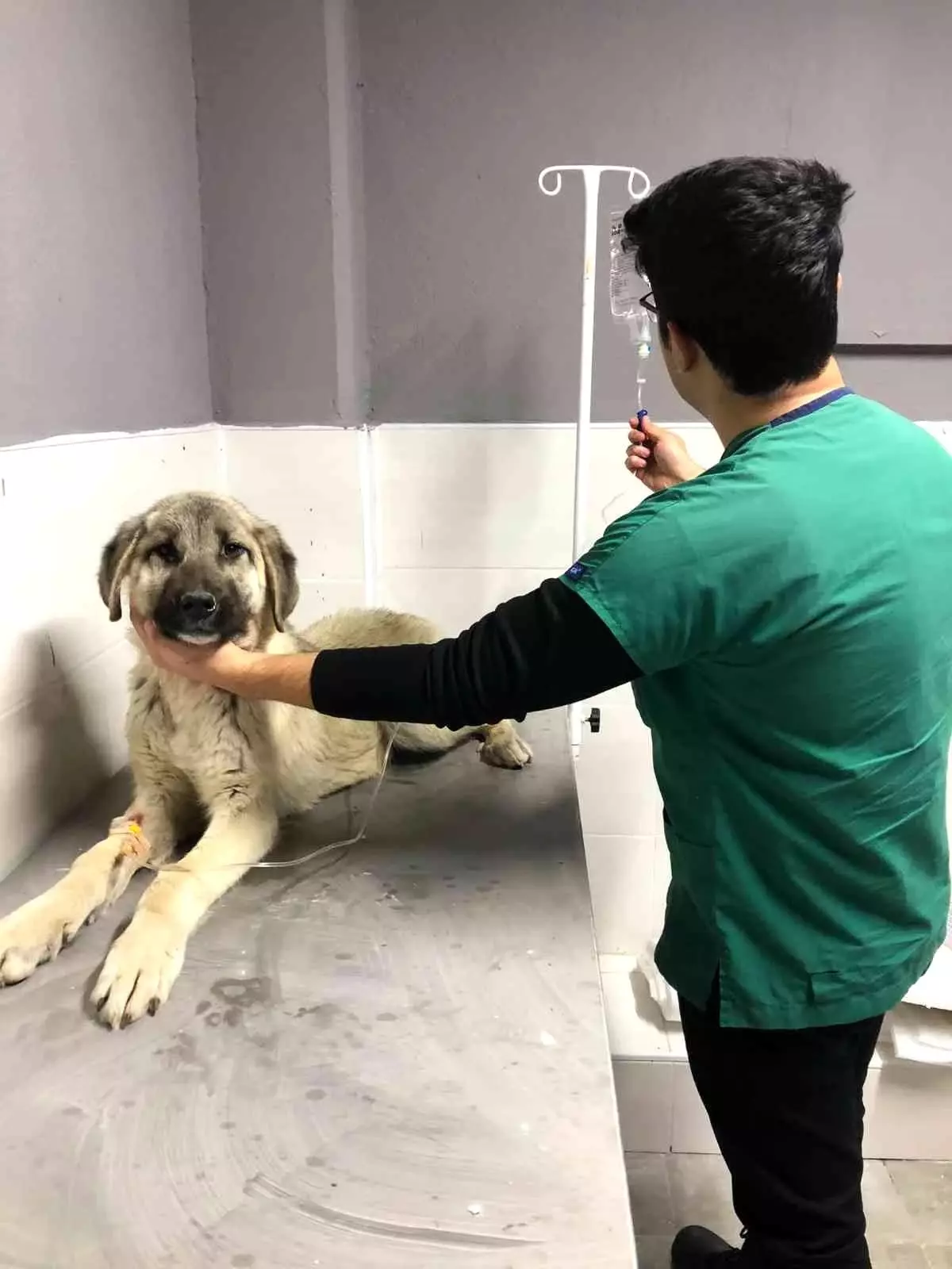 Akşehir Belediyesinden hasta sokak köpeğine tedavi