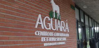 CORRİENTES - Arjantin'deki orman yangınlarında yaralanan hayvanların tedavisi sürüyor