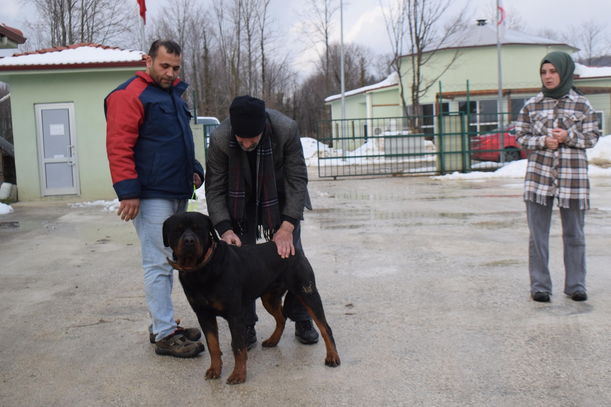 Düzce\'de köpeğe kötü muamele yapan kişiye adli kontrol