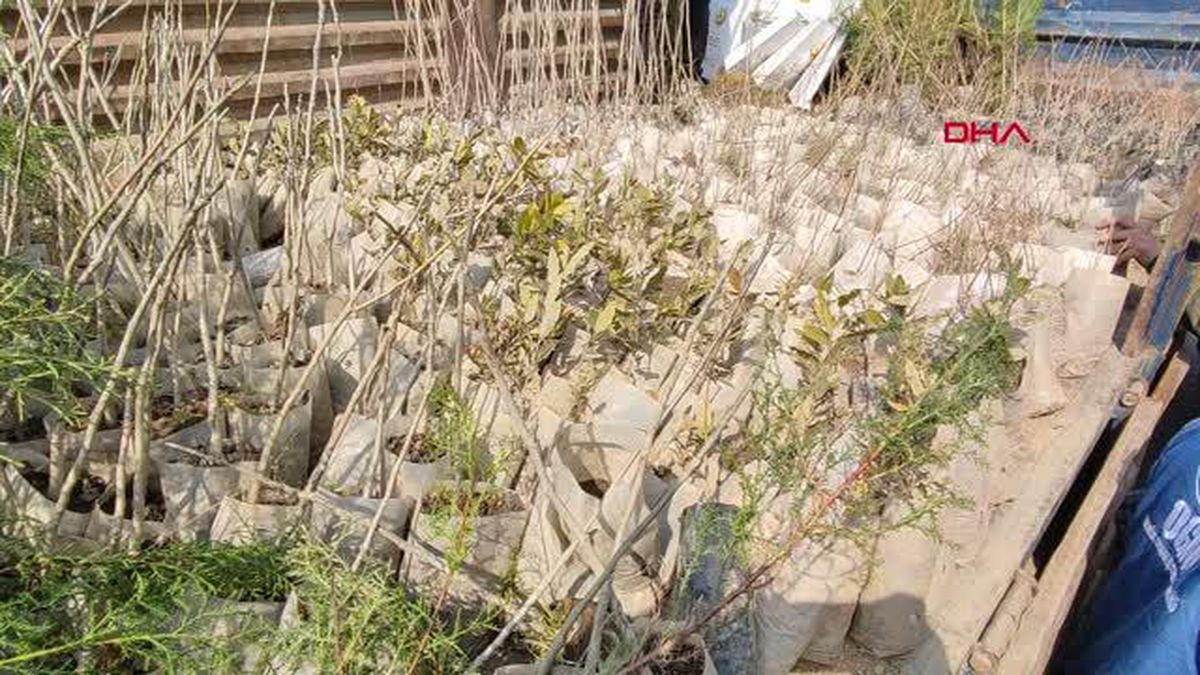 KARABÜK'TE VATANDAŞLARA 3 BİN 500 FİDAN DAĞITILDI