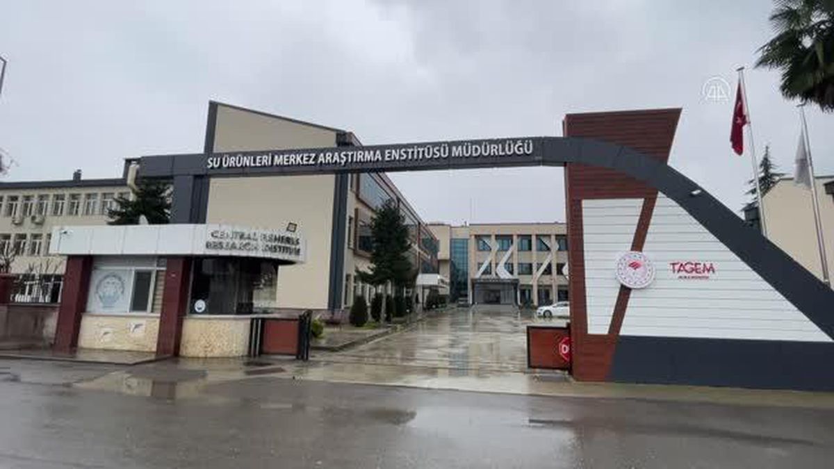 Karadeniz alabalığının ıslah edilerek daha hızlı büyümesi hedefleniyor