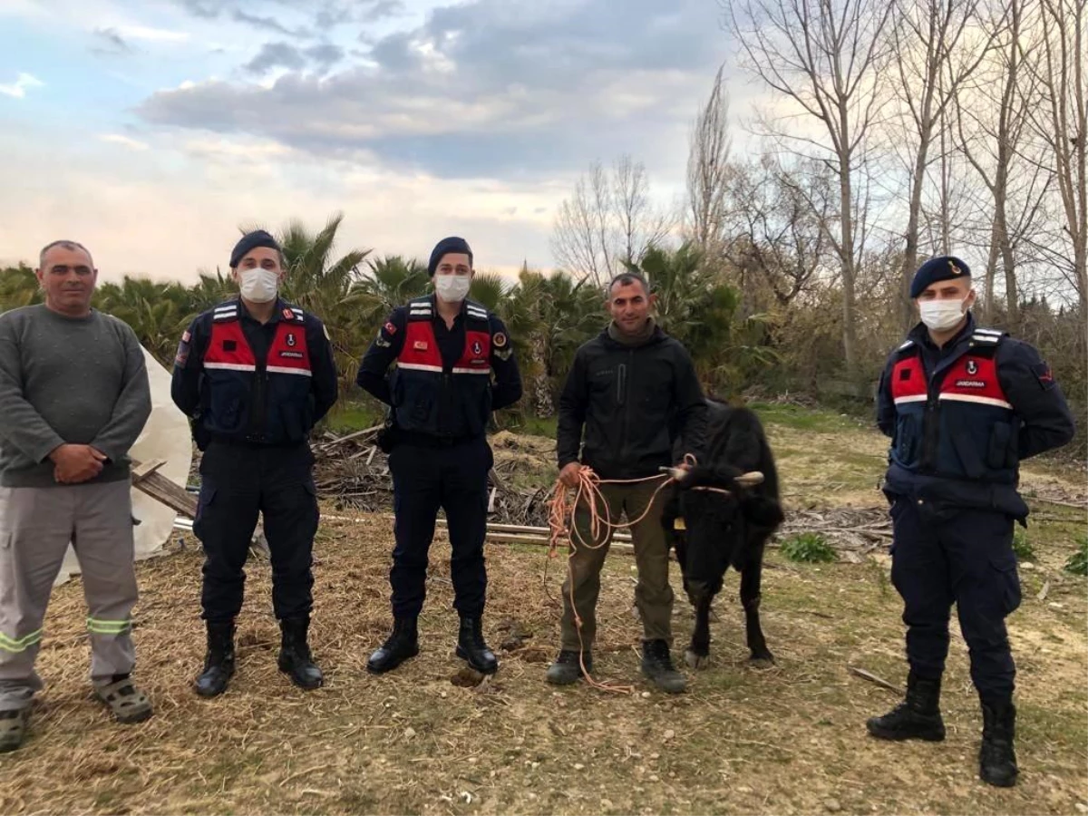 Son dakika 3. sayfa: Kaybolan inek, jandarma tarafından bulunup sahibine teslim edildi