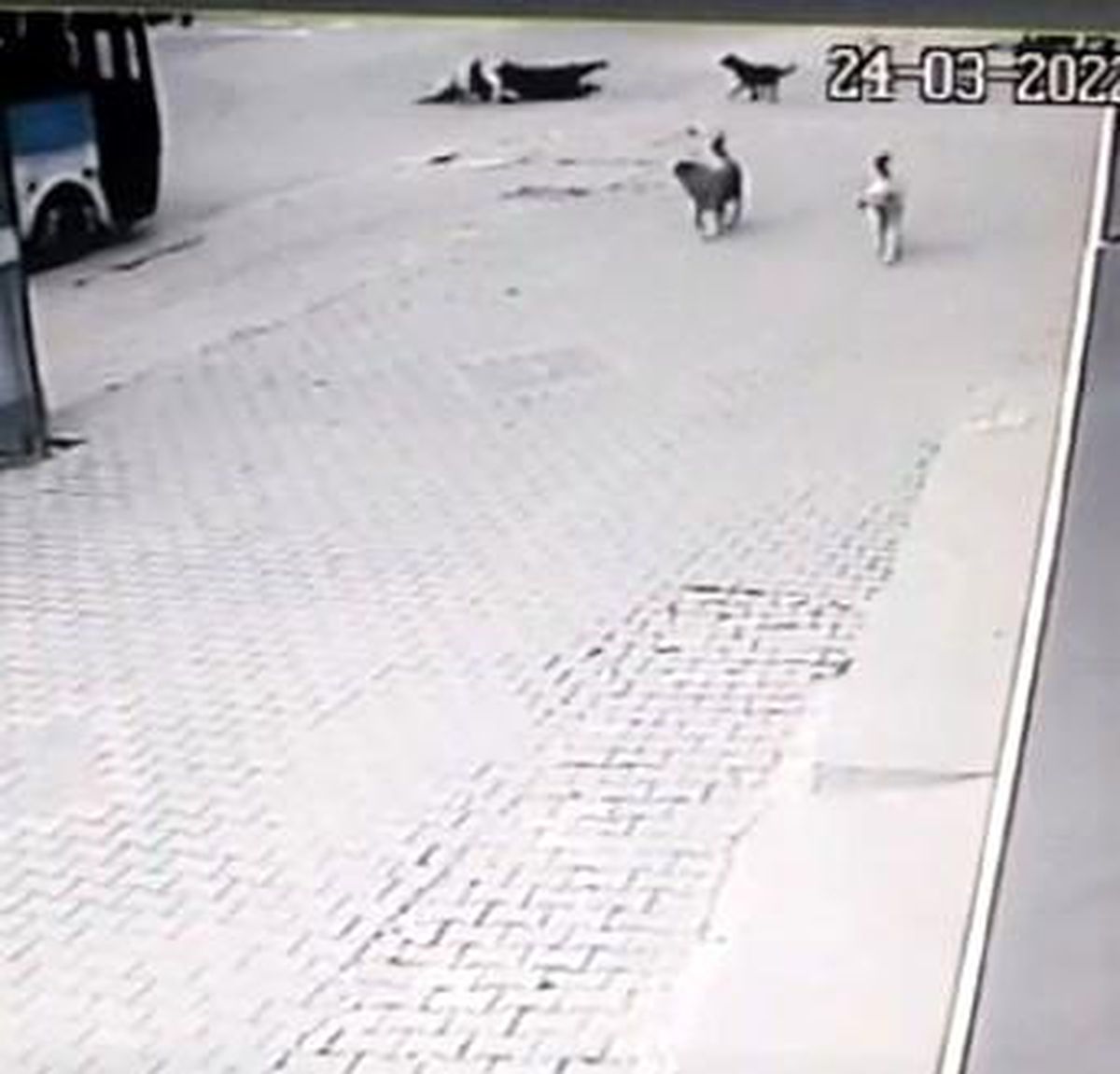 Köpeklerin saldırısından kaçarken aracın altında kalıyordu