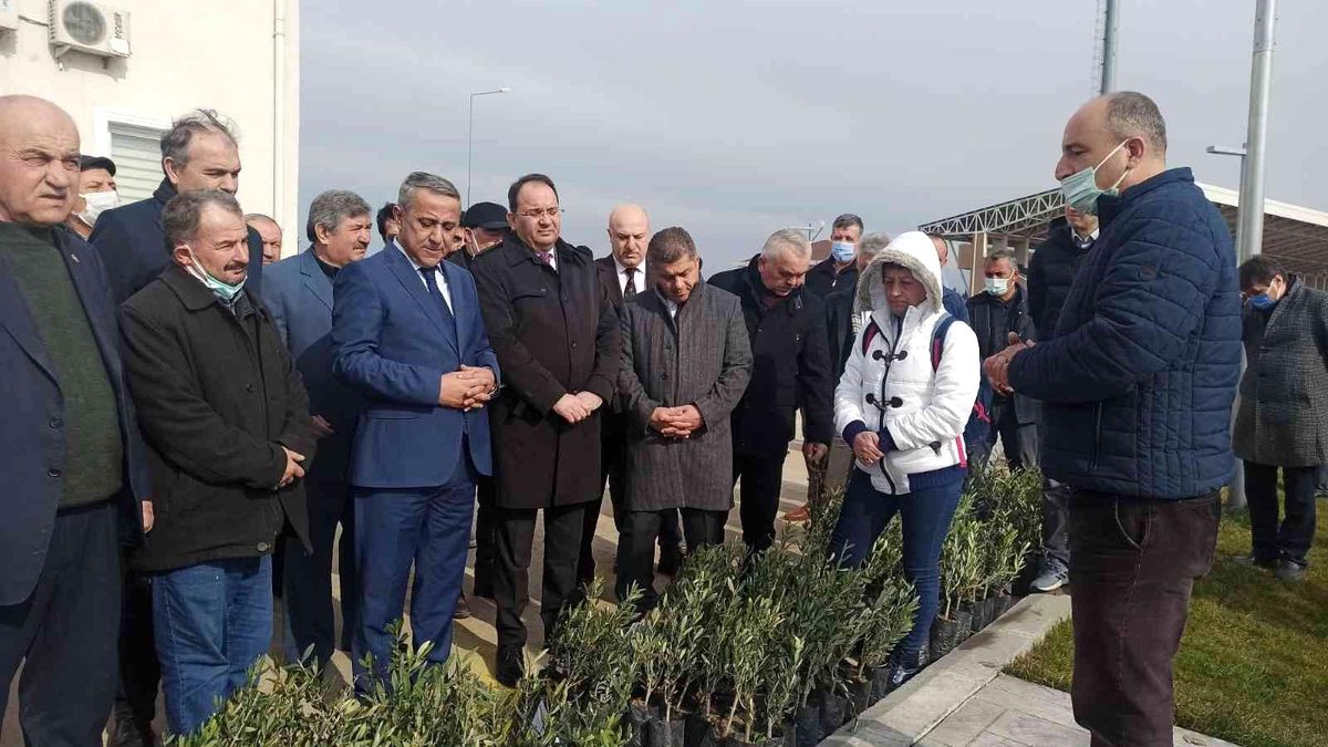 Samsun'da zeytin yetiştiriciliği artırılıyor