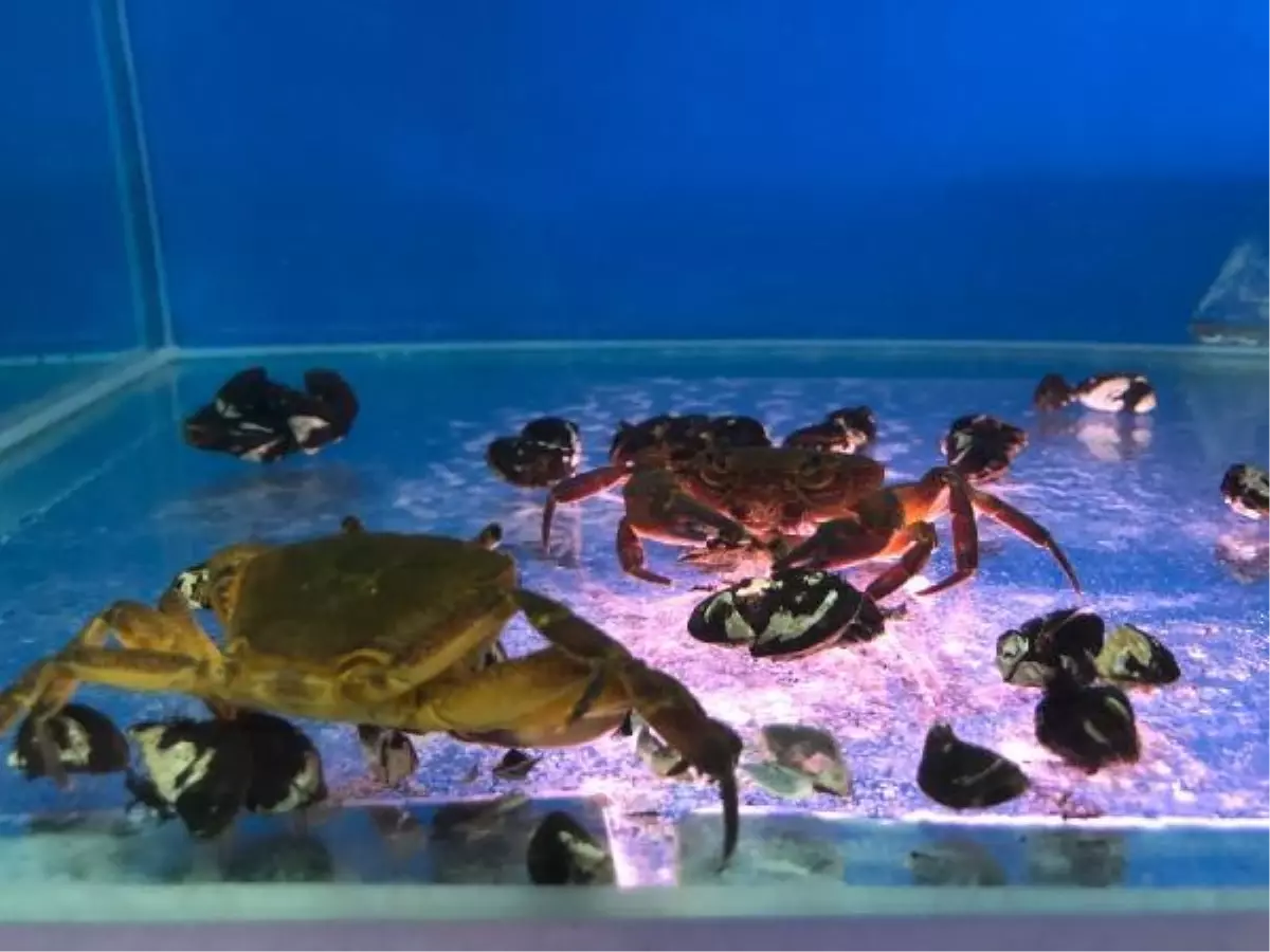 SU KAYNAKLARINDAKİ İSTİLACI ZEBRA MİDYELERİ, TATLI SU YENGECİ YOK EDECEK