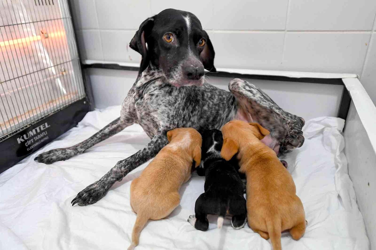 Mersin\'de yağmur altında kalan köpek ve yavruları korumaya alındı