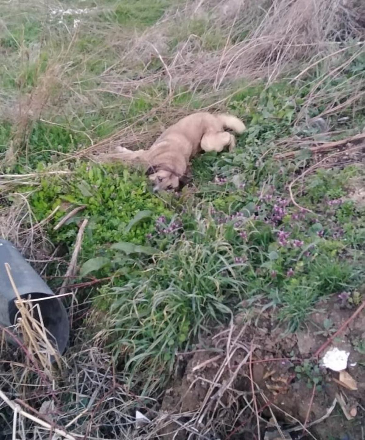 Bursa\'da zehirlenen 9 köpek öldü