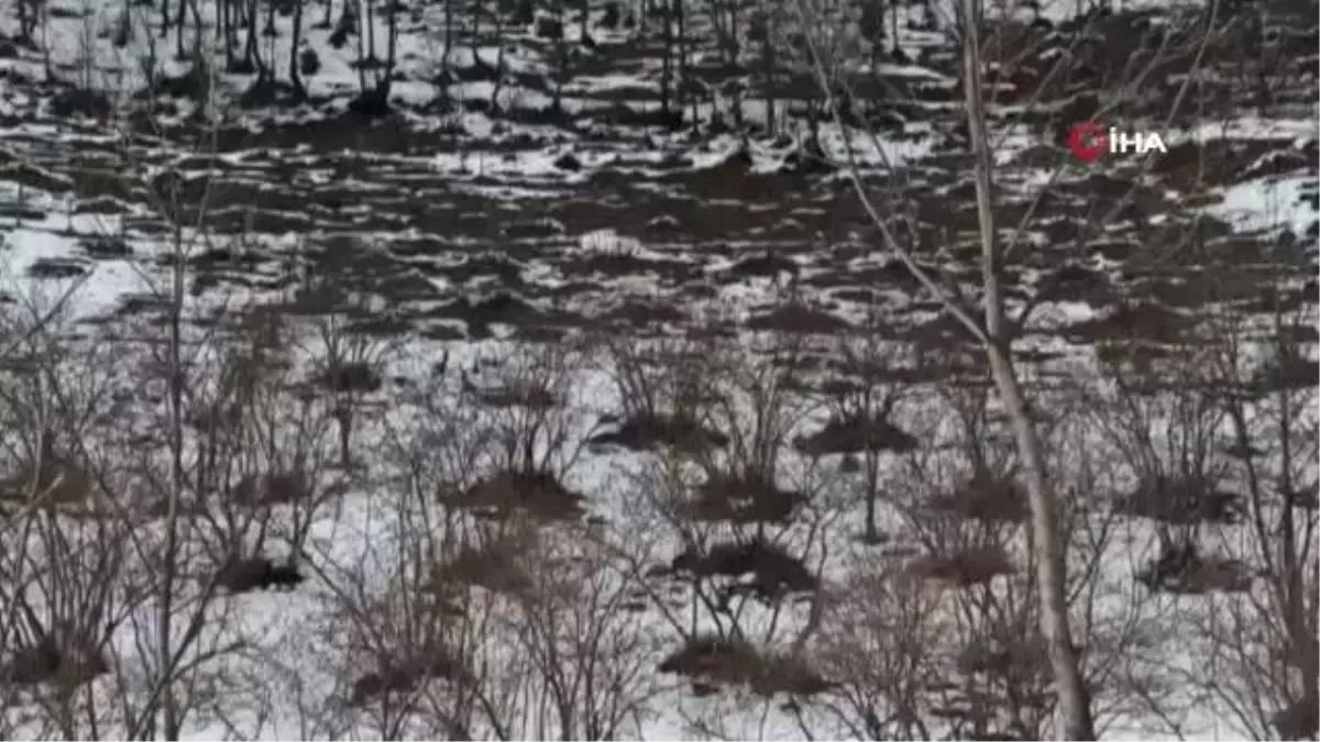 Giresun'da yaban hayvanlarının hayatta kalma mücadeleleri kamerada