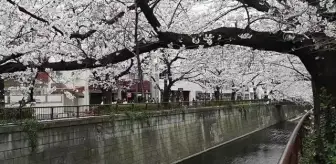 Tokyo'da halk kiraz çiçeklerini görmek için parklara akın etti