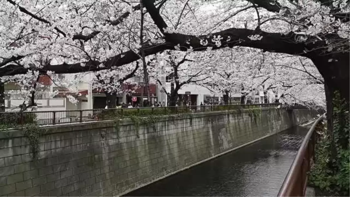 Tokyo'da halk kiraz çiçeklerini görmek için parklara akın etti
