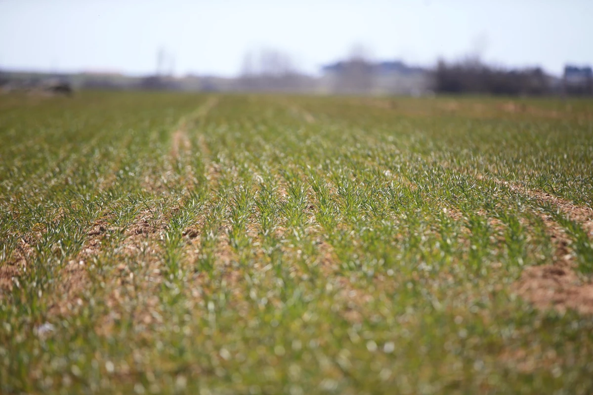 Yağışların Trakya\'da buğday ve ayçiçeğinde rekolteyi artırması bekleniyor