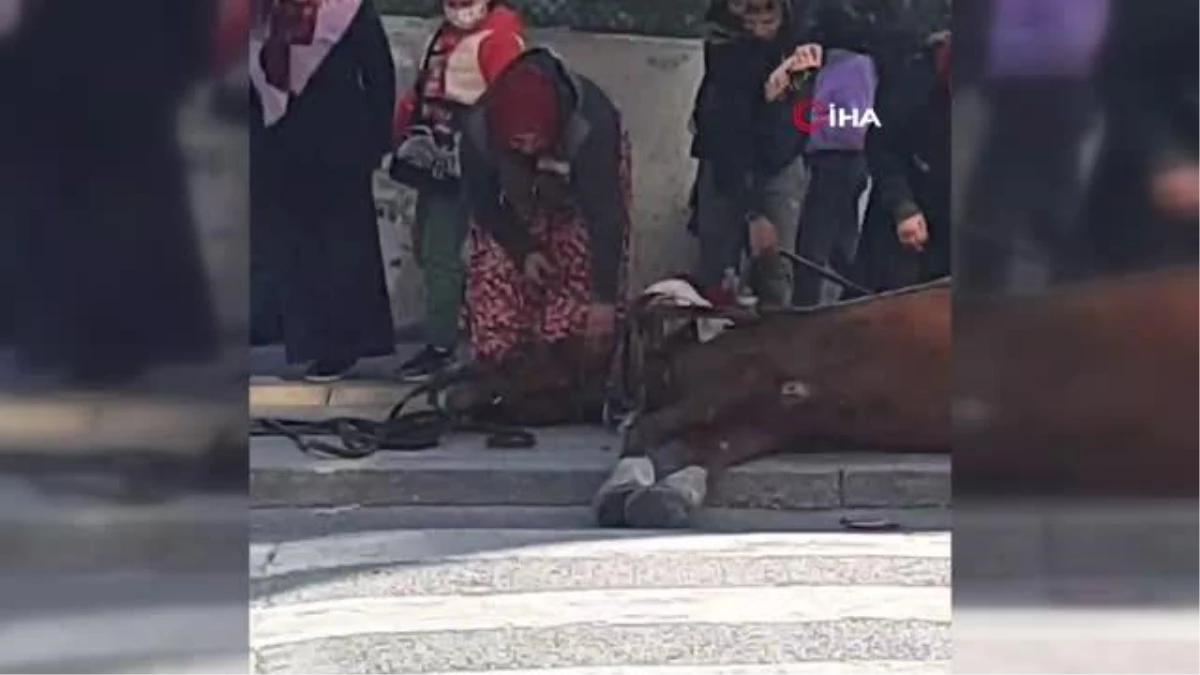 Yaralı at Esenyurt\'ta tedavi edilerek hayat tutundu