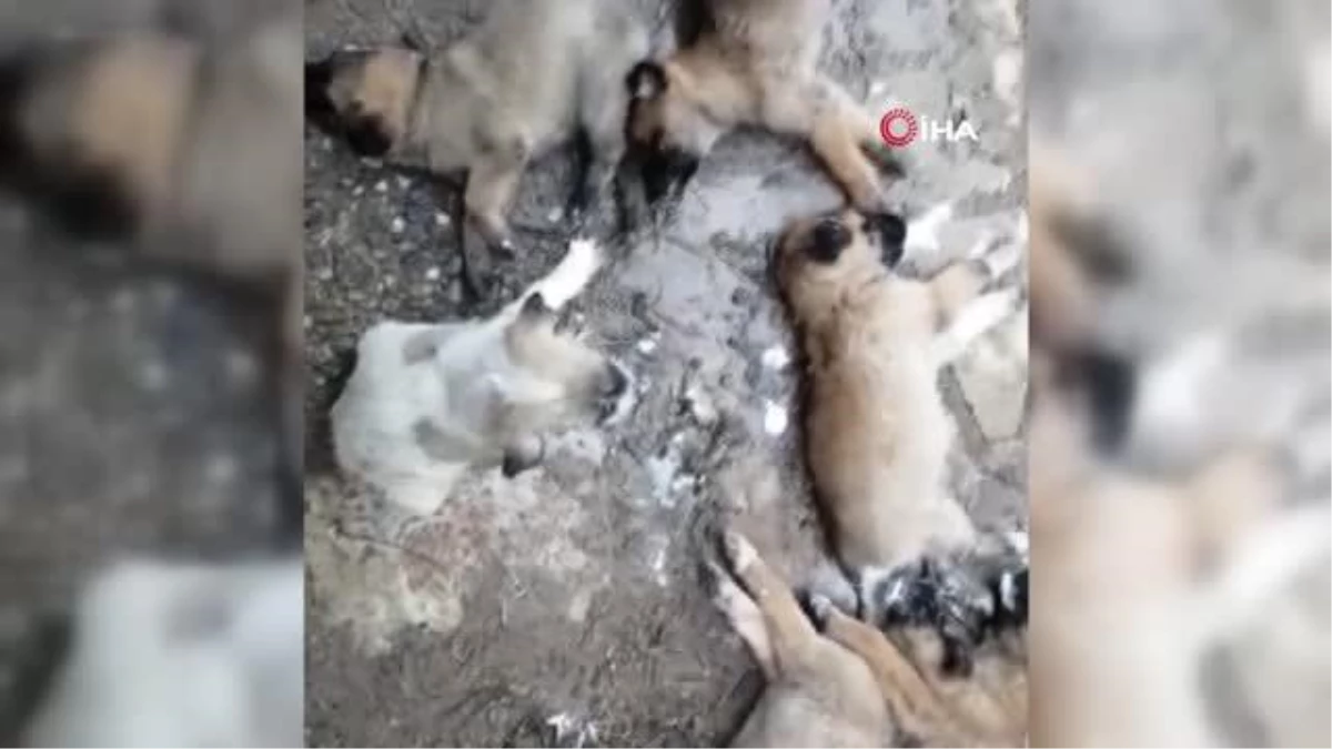 Zehirlenen 30 yavru köpeğin nefes almaya çalıştığı o anlar, video çekenleri bile ağlattı
