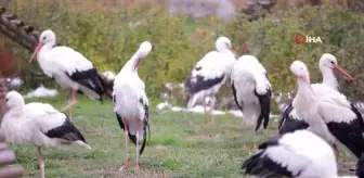 Düşkün leylekler için özel olarak hazırlanmıştı... Misafirleri her geçen gün artıyor
