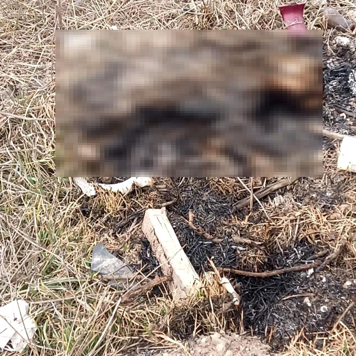 Eskişehir\'de yanmış kedi cesedi bulundu